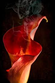 Calla lily adalah tanaman bunga yang berasal dari afrika tengah dan asia selatan. Calla Lily Flower Free Photo On Pixabay