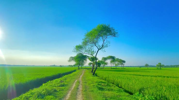 প্রকৃতির অপূর্ব সৌন্দর্য 🌸❤️‍🩹