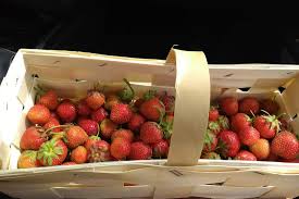 Lediglich die empfohlenen pflanzabstände (ca. Erdbeeren Selber Pflucken Frisch Vom Feld Nachhaltig Und So Lecker