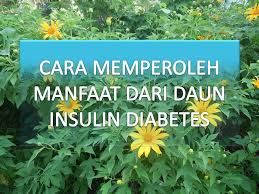 Sebab, daun insulin adalah pengobatan alternatif yang dipercaya bisa menurunkan kadar gula darah. Daun Insulin Diabetes Added A New Daun Insulin Diabetes