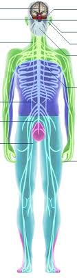 Bbc Science Nature Human Body And Mind Anatomy Nervous Anatomy
