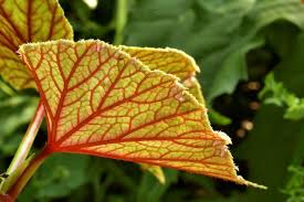 Image result for Rungia grandis