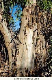 Image result for Eucalyptus sp.