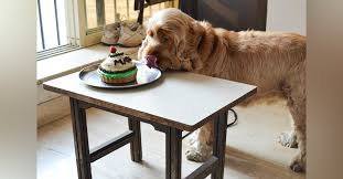 But our claims to fame are our exclusively handmade cakes, cookies. Dog Bakeries That Pet Parents Must Check Out I Lbb Mumbai