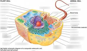 They contain membrane bound organelles such as a nucleus and mitochondria. Cells Diagram Quizlet