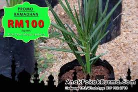 Aris thofani 22 views8 months ago. Anak Pokok Kurma Tawaran Diskaun Ramadhan