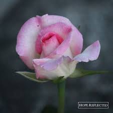 Saved by syeda nayab zahra. Roses Rosa Hybrid Pink Promise Tea Rose Hope Reflected