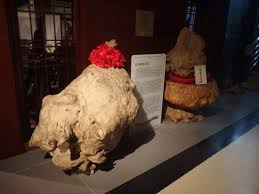 香港文化博物館（英語： hong kong heritage museum ）位於香港 新界 沙田市中心，是由康樂及文化事務署管理的一所綜合性博物館，內容涵蓋歷史、藝術和文化等範疇。 博物館耗資超過8億港元興建，2000年12月17日正式對外開放。館內設有12個展覽場館，陳列面積達7,500平方米，為香港最大型的博物館。 ä¸­åœ‹æ²‰é¦™æ–‡åŒ–åšç‰©é¤¨ Picture Of Chenxiang Museum Dongguan Tripadvisor