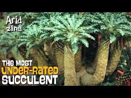 Image result for Dorstenia