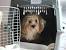 Dog Crate Bumper