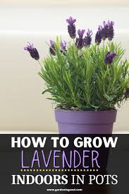 How To Grow Lavender Indoors In Pots In 2020 Growing Lavender Growing Lavender Indoors Lavender Plant