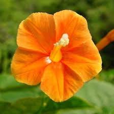 Image result for Ipomoea sinensis