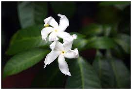 The Moonbeam Flower Is A Wild Plant Cultivated In Indian Gardens For Its Ornate Value Known As Chandni In Hindi Moonbeam O Tulsi Plant Indian Garden Plants