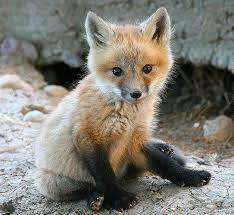 Y N Highschool Harem Cute Baby Animals Baby Animals Cute Animals