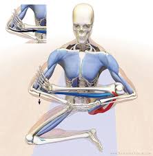 The Daily Bandha How To Release The Hip Internal Rotators For Padmasana Lotus Pose Yoga Anatomy Iyengar Yoga Lotus Pose
