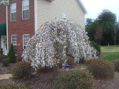 Check spelling or type a new query. 16 Umbrella Shaped Trees Ideas Weeping Trees Trees To Plant Plants