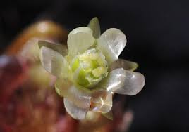 Image result for Aldrovanda vesiculosa
