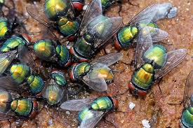 Fliegen Und Mucken Zweiflugler Nabu