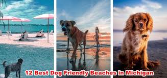 Find pet friendly restaurants, bars, and wineries in michigan at pet friendly restaurants.com. 12 Best Dog Friendly Beaches In Michigan By Ruma Dey Baidya Medium