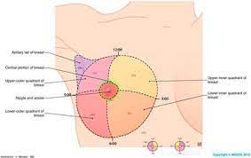 Understanding breast anatomy can help parents appreciate challenges and rewards of breast the breast into four quadrants and see the glandular tail extends from the upper outer quadrant toward. Breast Cancer