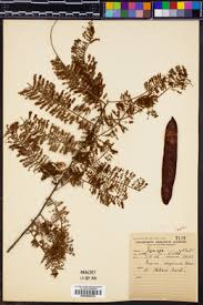Image result for Acacia adenocalyx