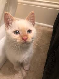 What to do with a stray kitten found in a driveway?