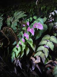 Image result for Adiantaceae