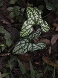 Image result for Cercestis congensis