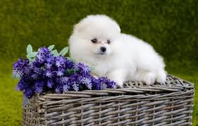 As always, your gift is designed after the order is placed to ensure the freshest gift possible. Wallpaper White Flowers Dog Fluffy Baby Puppy Basket Pomeranian Images For Desktop Section Sobaki Download