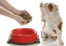 Dog Refuses To Eat Unless Fed By Hand What To Do