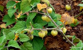 Image result for Physalis peruviana