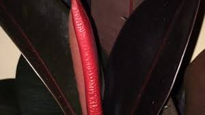 Image result for ficus elastica flower