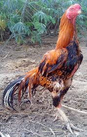 Http 4 Bp Blogspot Com Xztxfpb295m Tgymr8rzvyi Aaaaaaaaaa8 Fqfrtn01tvs S1600 Ee Jpg Galos Indios Galinhas E Galos Passaros Bonitos