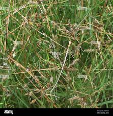 Image result for Fuirena pubescens