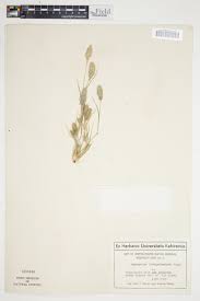 Image result for Enneapogon desvauxii