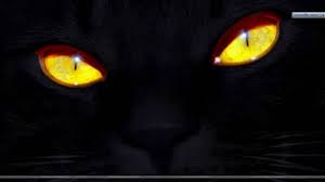 Black And Red Cat Red Cat Wallpapers 36 Top Free Red Cat Photos For Mac In 2020 Cat Wallpaper Cat Photo Black Cat Eyes