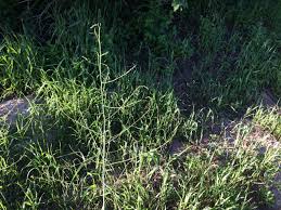 Find out if asparagus grows well in your region. How To Hunt And Forage For Wild Asparagus Whole Fed Homestead