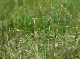 Image result for Agrostis isopholis