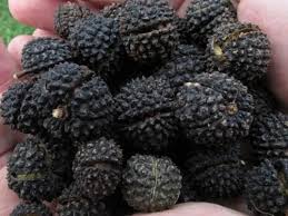 Image result for Guazuma