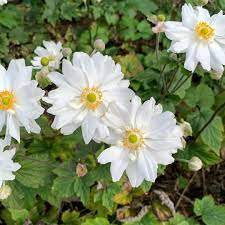 Gorgeous Gardens Uk On Instagram My White Japanese Anemones Are Now In Full Bloom Follows Us Gorgeousgarden Gorgeous Gardens Japanese Anemone Anemone