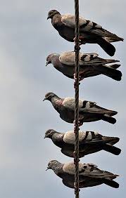 Pixdaus Page 17 Of New Nature Photographs Photos Pet Birds Nature Photographs Wild Birds