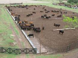 Feedlot Designs Cattle Images Cattle Ranching Cattle Corrals Beef Cattle