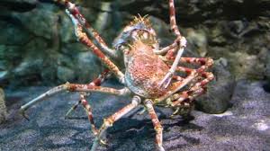 Red, blue and golden crab characteristics. Shutterstock