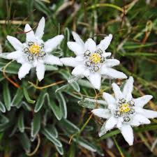 We did not find results for: Edelweiss Is A Mountain Flower Associated With The Alps It Is Also The Inspiration For A Song In The Sound Edelweiss Flower Flower Photos Beautiful Flowers