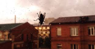 1) citronella geranium not all geraniums will repel mosquitoes, but this particular kind (formally known as pelargonium citrosum), which produces and smells like a citronella oil, can ward off. How To Get Rid Of Houseflies At Home Naturally And Safely