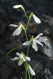 Image result for Hesperantha longicollis