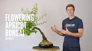 With a little guidance, you're perfectly capable of growing your very own bonsai trees without a mystical. Eisei En Bonsai On Twitter In This Episode Bjorn Explains The Process Of Defoliating Japanese Flowering Apricot Or Prunus Mume Bonsai Learn The Mechanics Of Partial Outer Canopy Defoliation As Well As How