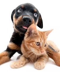 Plenty of attention and tlc. Happi Tails Home Pet Sitting Services Pets And Animals Directory Portal