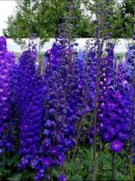 Use these flowers that attract hummingbirds to create an amazing hummingbird habitat in your backyard. Pagan Purple Delphinium Can T Grow These For Some Reason But Fall In Love With Them Every Year At The Gree Flowers Perennials Beautiful Flowers Flowers Nature