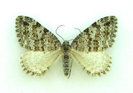 Image result for Entephria caesiata